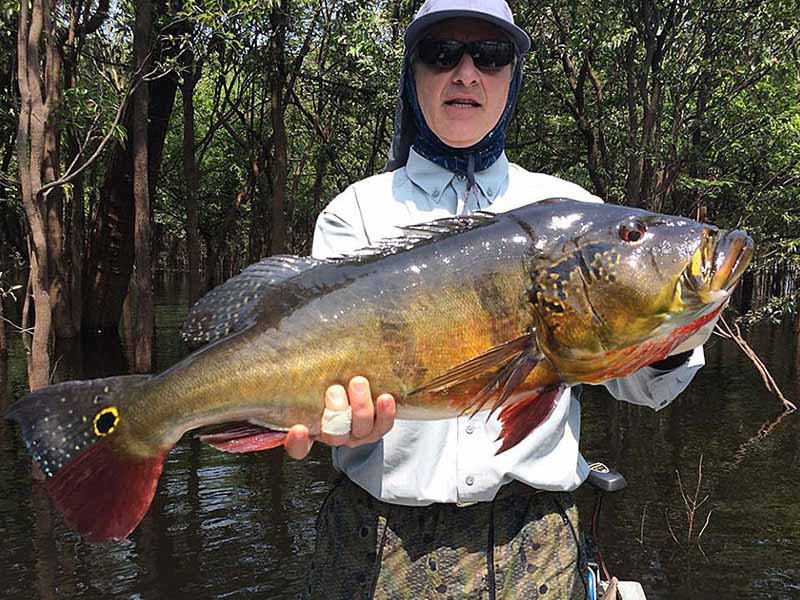 Fly Fishing for Brazil's Giant Peacock Bass - Fly Fisherman